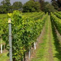 Weyborne Estate Family Reserve Brut English Sparkling Wine 2018 75cl